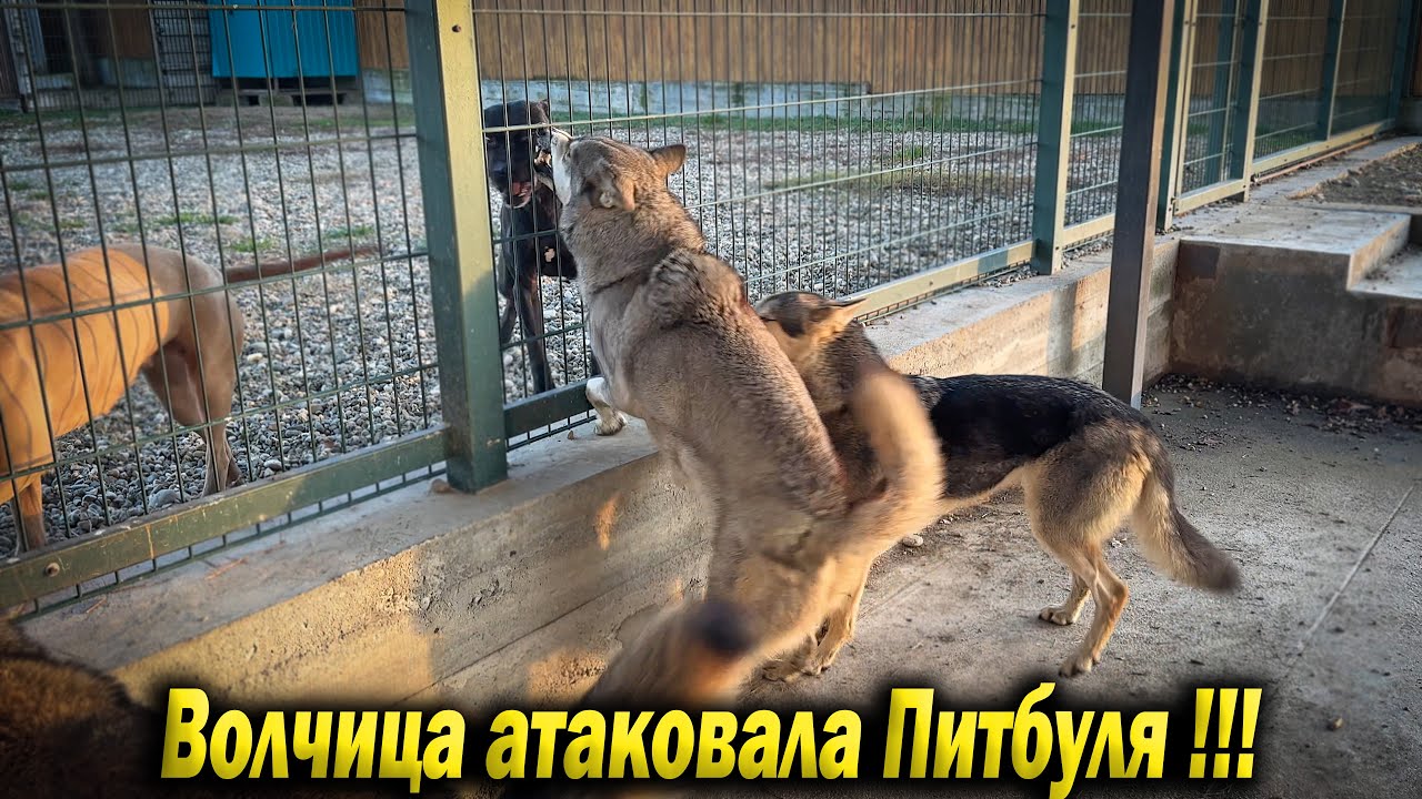 Волчица Луна Атаковала Питбуля Багиру Внезапно !!!