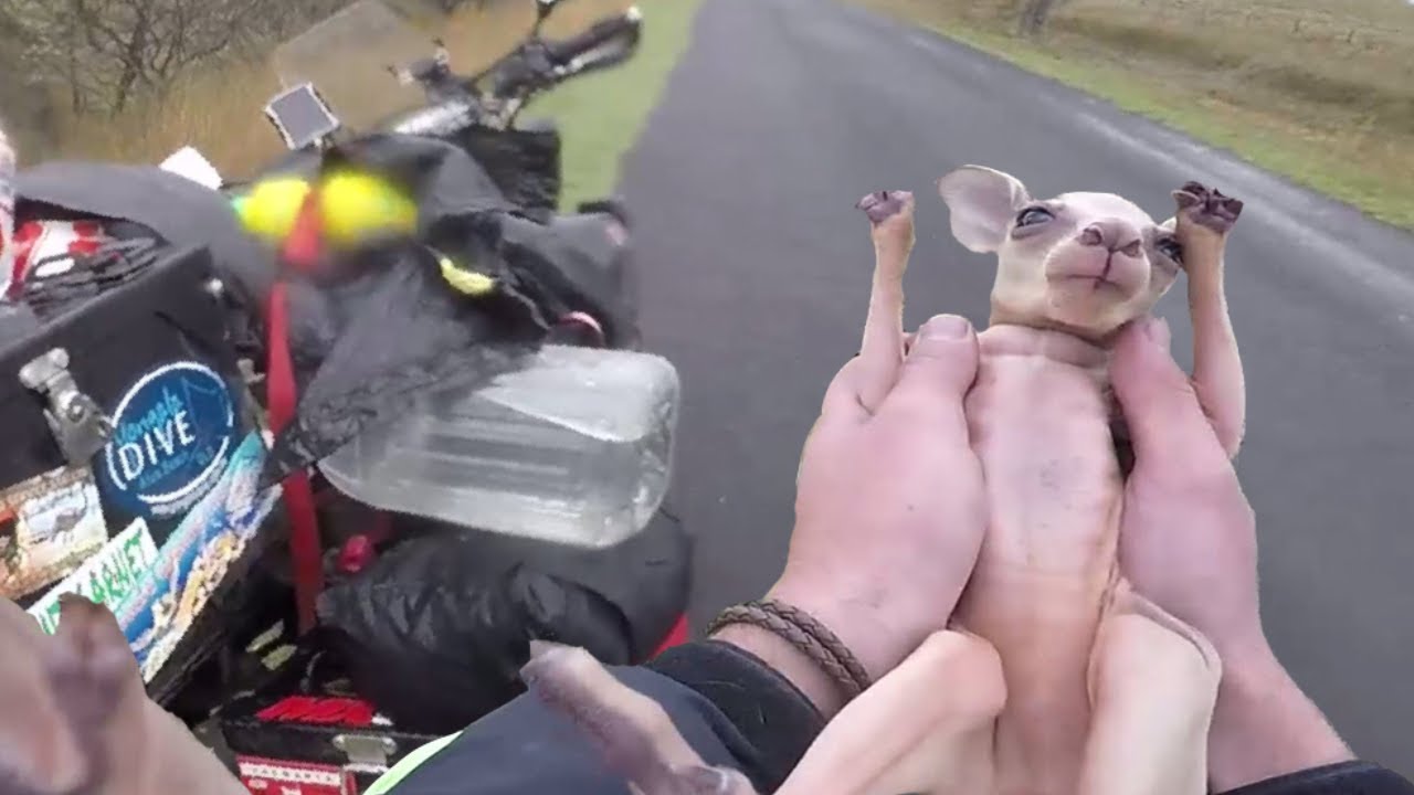Baby KANGAROO saved by BIKER 