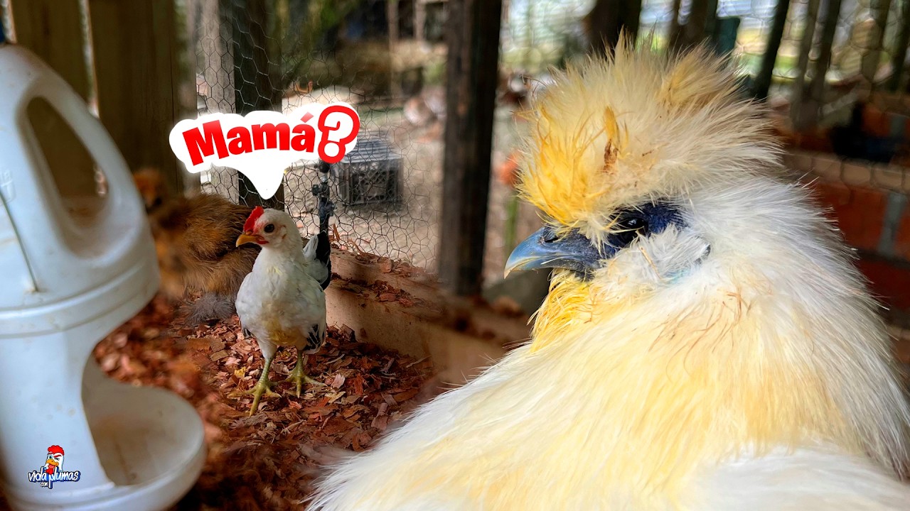 Cuándo Separar a los Pollitos de la Gallina? 🐔🐥 ¡No cometas este ERROR!