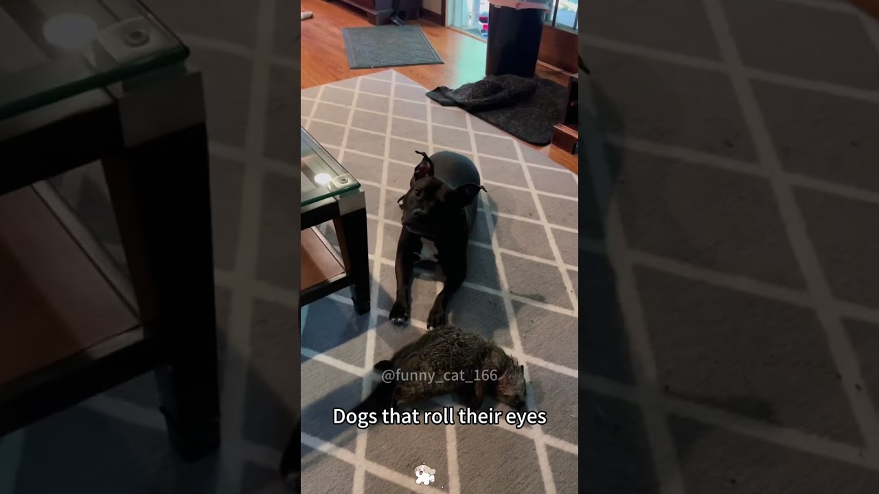 Dogs roll their eyes 😂😂😂#usa #funny #dogowner #dog #pets #animals #cute