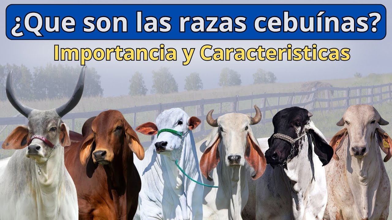 &iquest;Qu&eacute; son las razas cebuinas? Importancia y Caracter&iacute;sticas