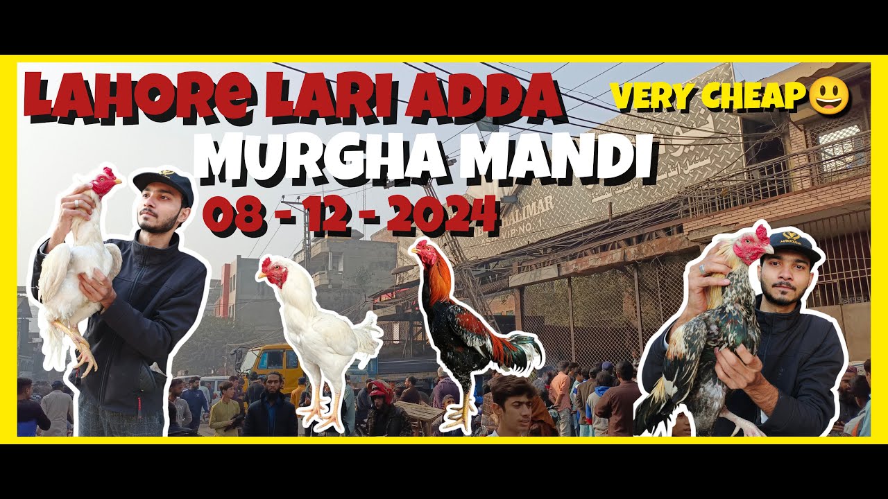 Aseel murga mandi lahore | Lahore larri adda murga mandi update 2024 #yt#mandiupdates #heeraaseel