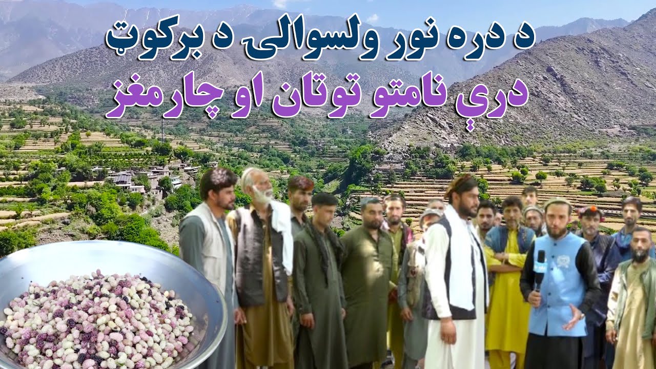 زما هېواد | د ننګرهار دره نور ولسوالۍ کې د برکوټ درې نامتو توتان او چارمغز