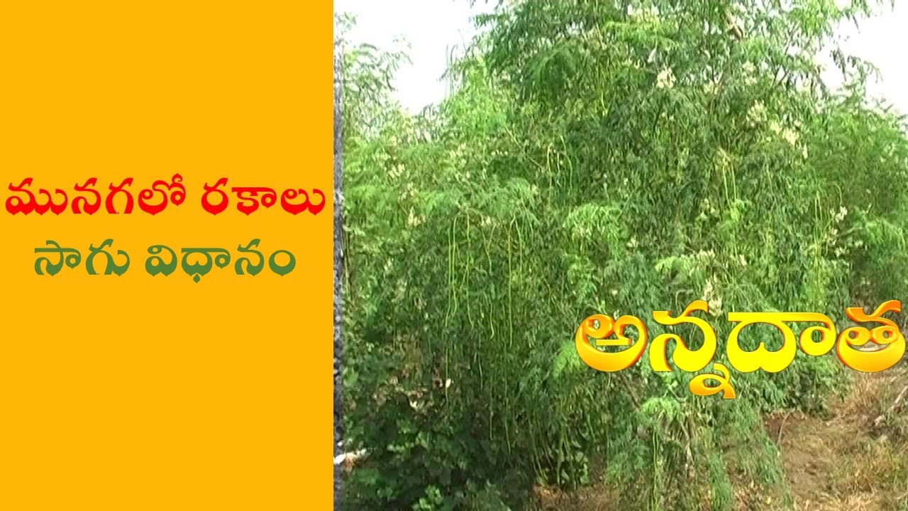 Drumstick Cultivation and Practices || ETV Annadata