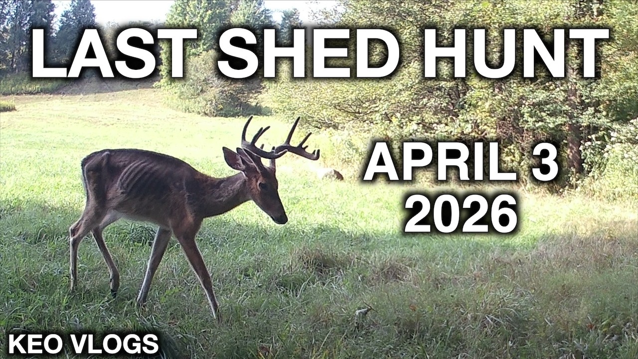 Последняя охота за сброшенными рогами этой весной!