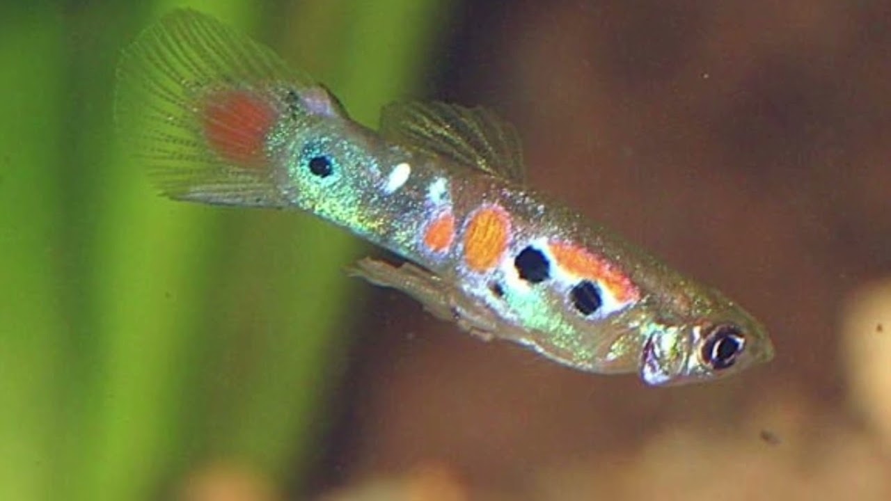Cruzamento entre guppy de linhagem com lebiste selvagem |Tupi Guppy|