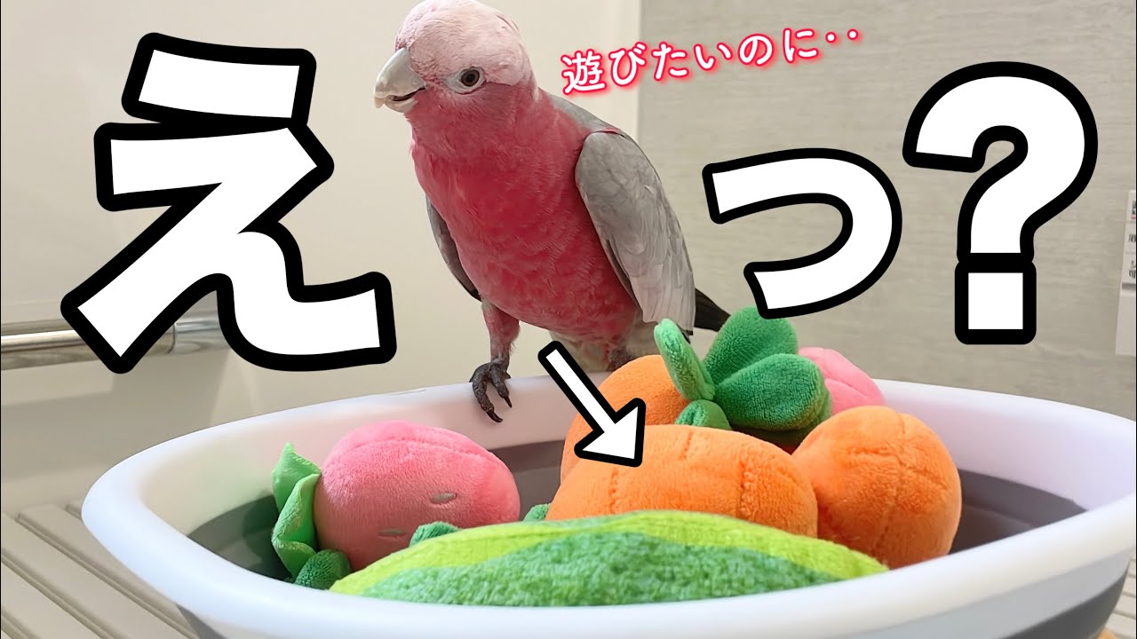 大好きなおもちゃを丸洗いしたらオウムが不安でこうなりました‥【モモイロインコ】