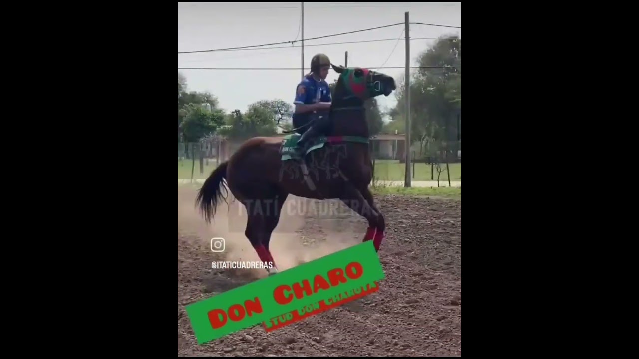 don charo stud la charota #caballosdecarrera