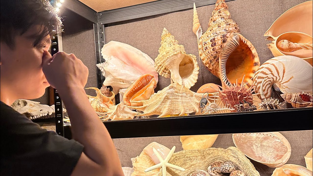 Virtual tour of my Seashell Collection!