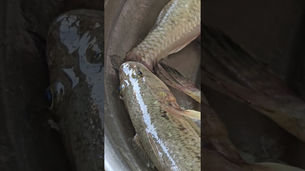 alive baila fish. #fishingtechniques #fish #catchingfish