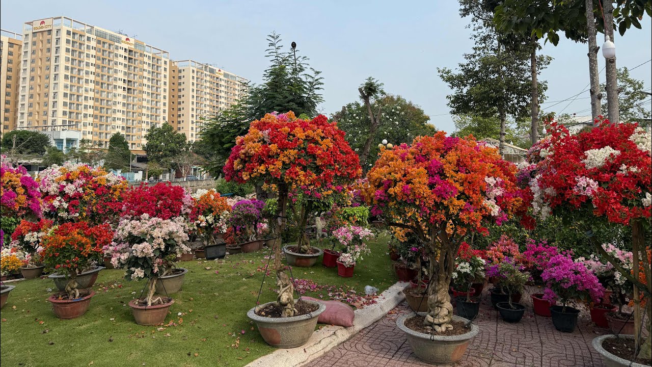 Tết 2026 ! Chợ Hoa Xuân ở Tây Ninh
