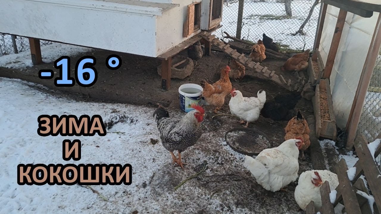 Как се чувстват кокошките в студа / Tony's permaculture garden