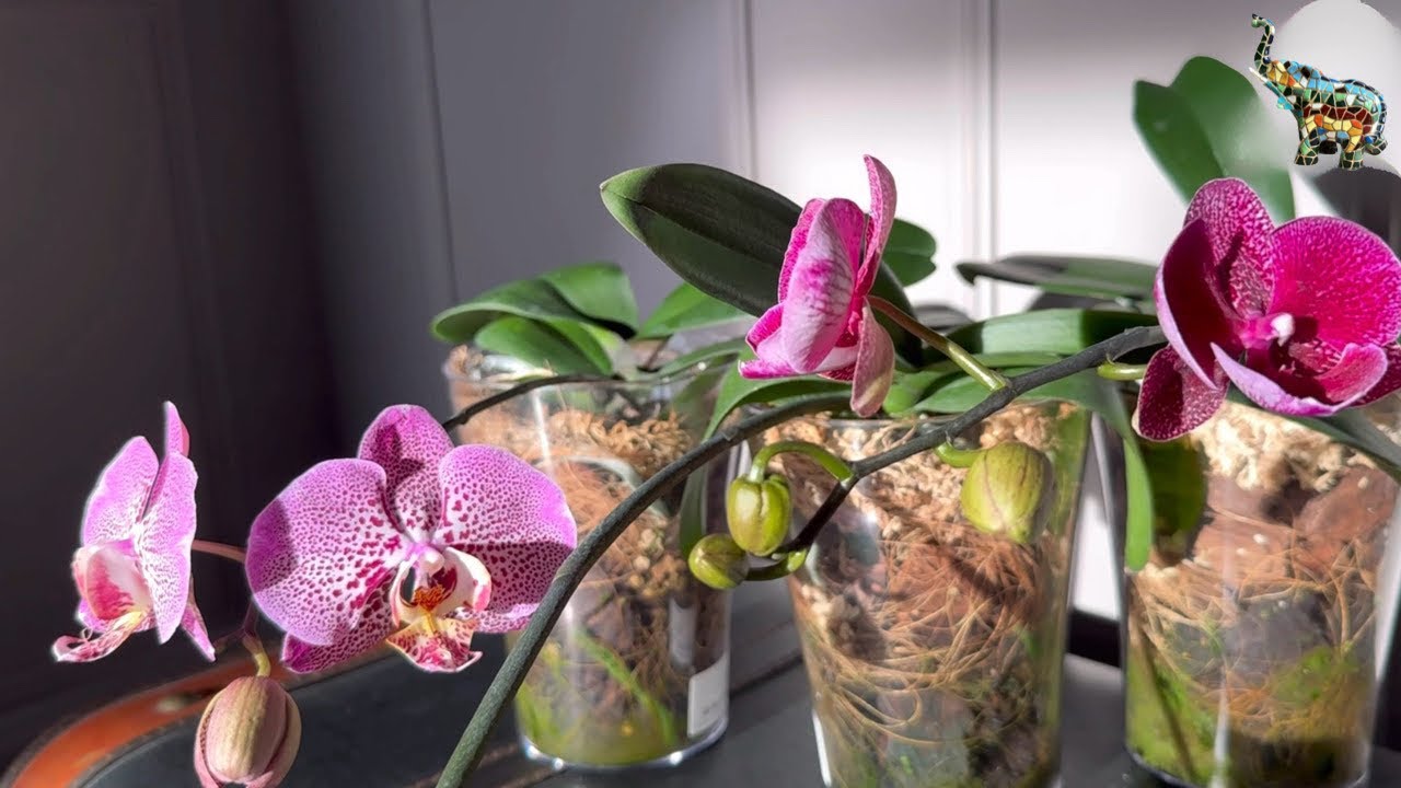 #phal Tying Shin Galaxy, Younghome Maple Red, YA1035Yaphon Black ButterflyxVoo Doo #цветениеорхидей