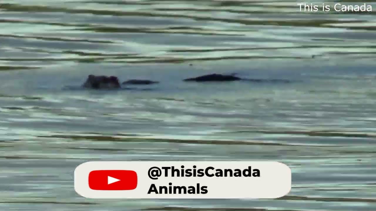 This Beaver will WIN any diving competition.