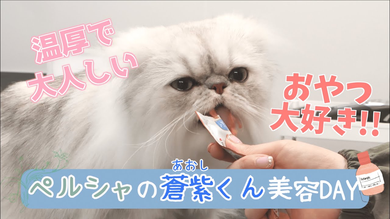 【超大人しいペルシャの美容Day】猫さんの美容 / 猫専門サロン