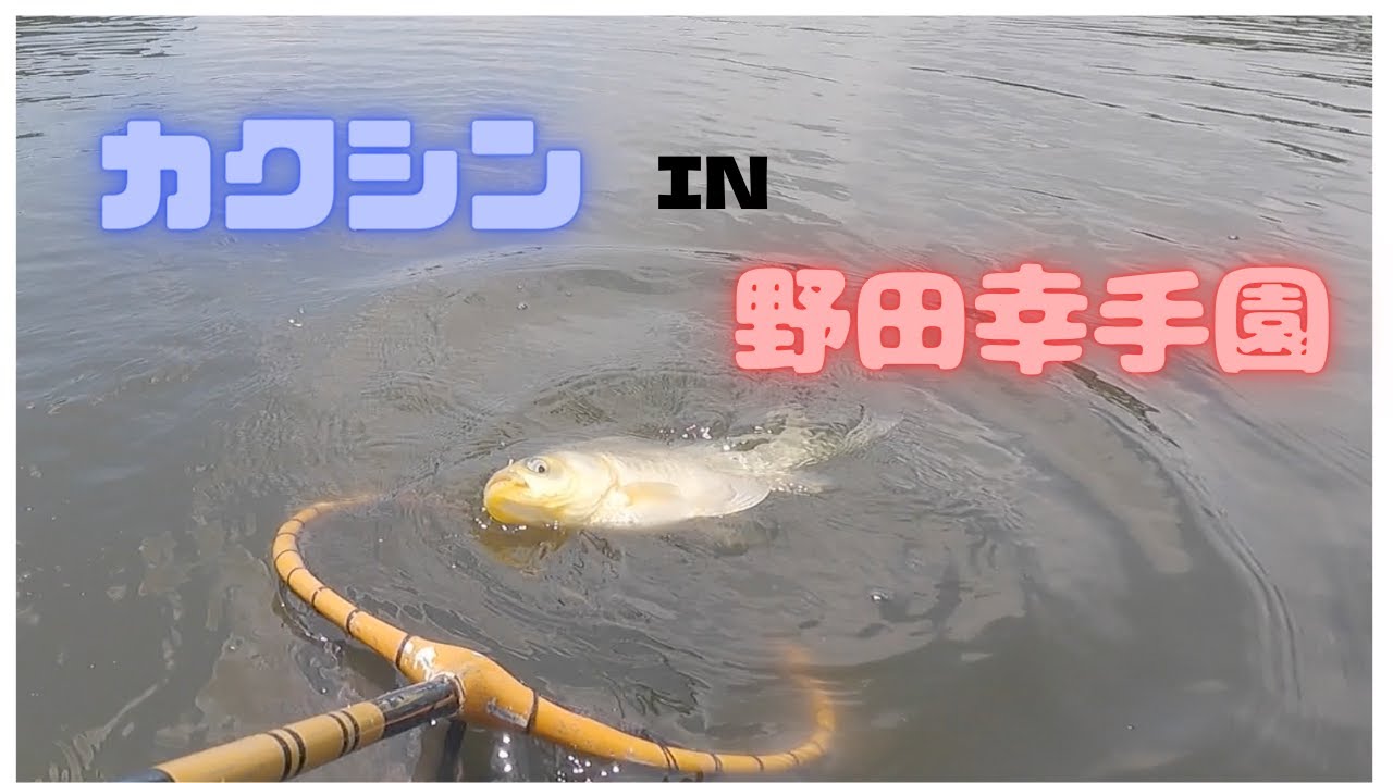 カクシン縛りでへらぶな釣り　IN野田幸手園