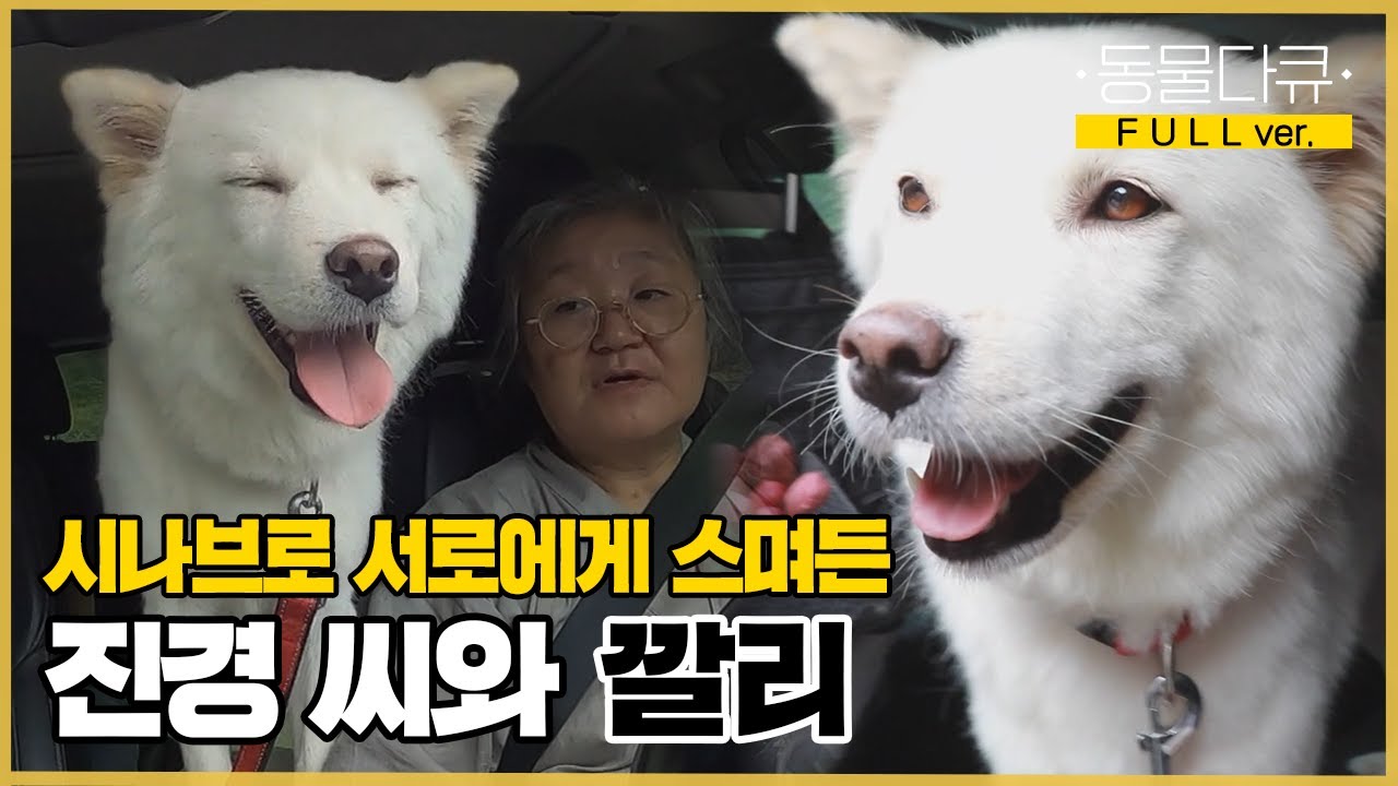 [풀버전] 어느 날 생각지도 못한 인연이 나에게 찾아왔다?! 유기견 깔리와 함께 사는 산골 소녀 | 동물극장 단짝 EP29 |  KBS 220827 방송
