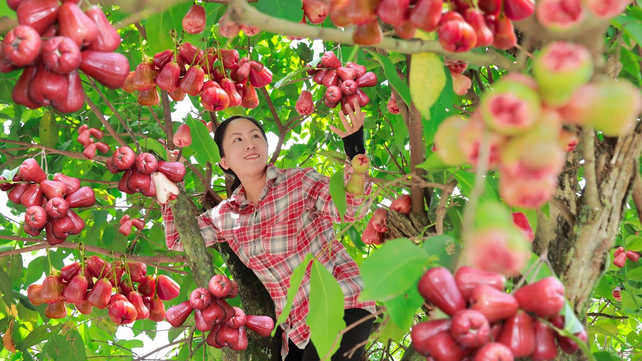 Harvest Bell Fruit and sell at the market to everyone | Emma Daily Life