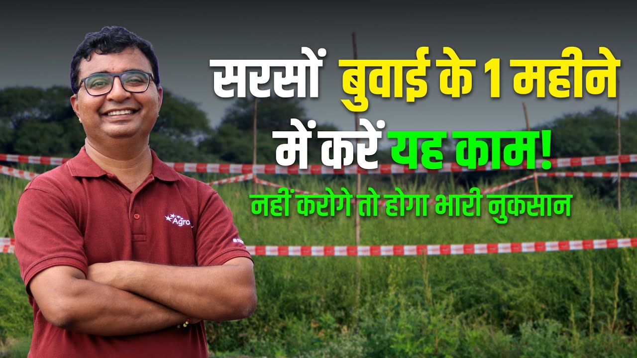 सरसों की खेती 2024 | 🌾 Mustard Farming | 📅 सरसों की खेती कब और कैसे करें  #agrostar #sarso