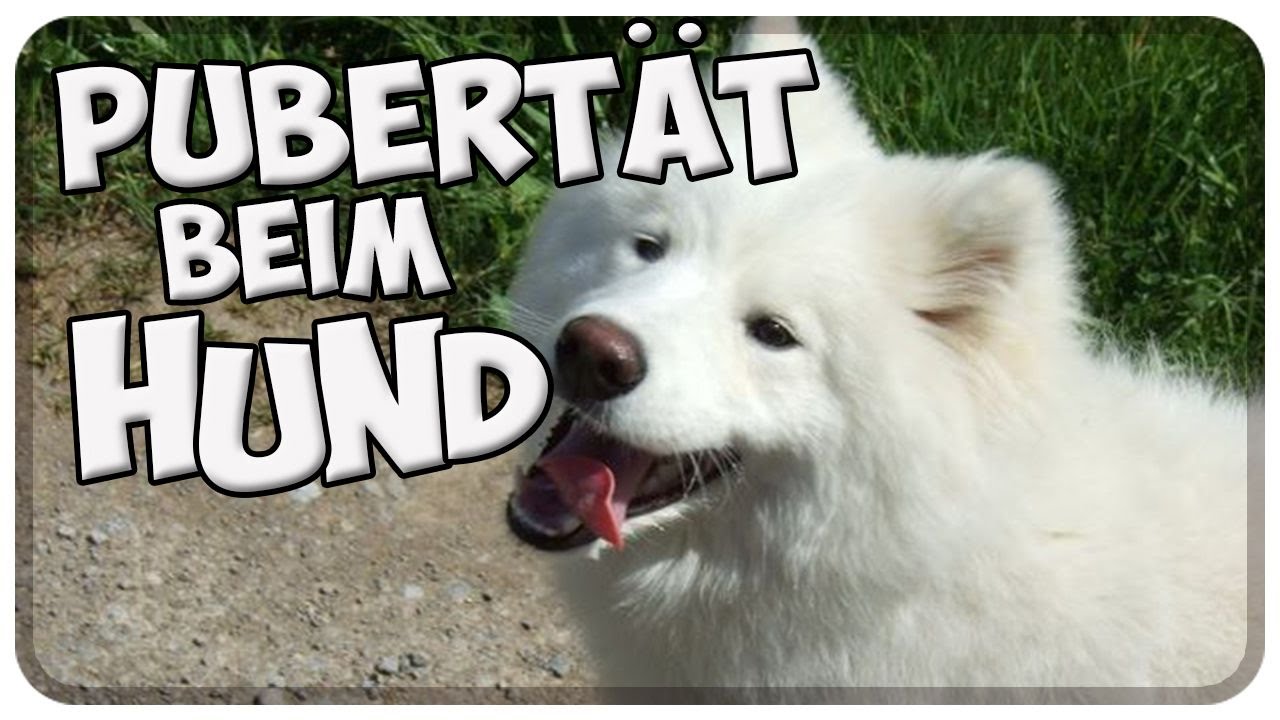 Hilfe mein Hund ist in der Pubertät! Was tun, wenn der Hund nicht mehr hört?! Nero in der Pubertät