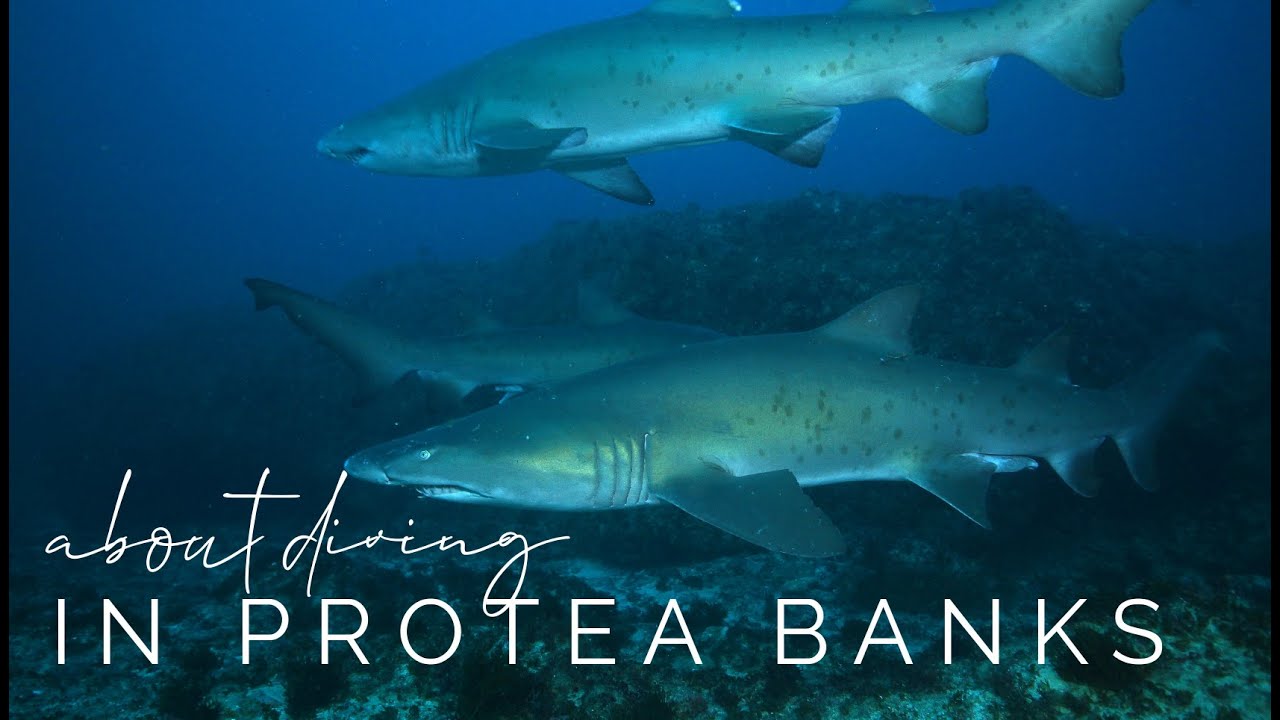 About the Diving in Protea Banks w/ Mozambique Experience.