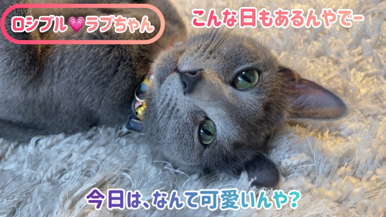 ロシブル💗ラブちゃん・今日はなんて可愛いんや？💕