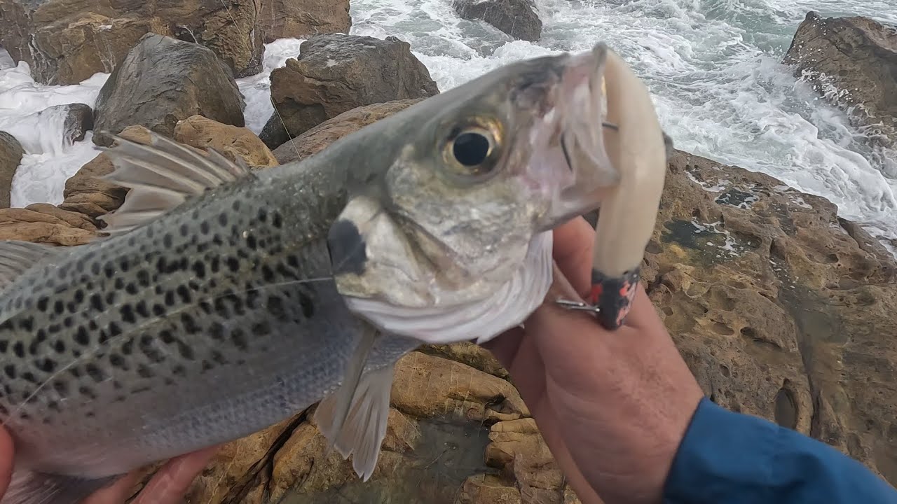 صيد الدرعي .. مضيق جبل طارق             Pesca Robalo en Gibraltar