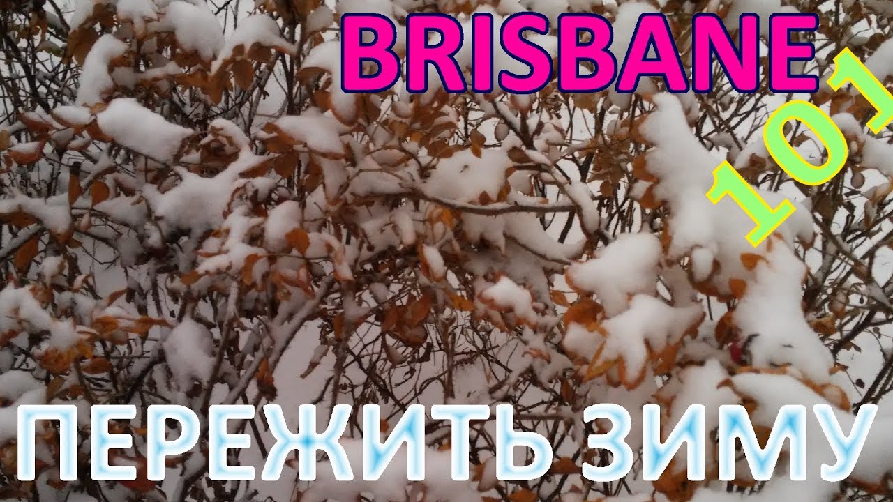 064 Brisbane 101: как пережить зиму