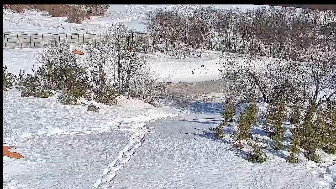Медведь Том