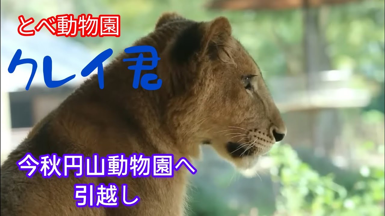 今秋札幌市円山動物園へ引っ越しのクレイ君❗️旭山動物園のイトちゃんと同じ場所へ