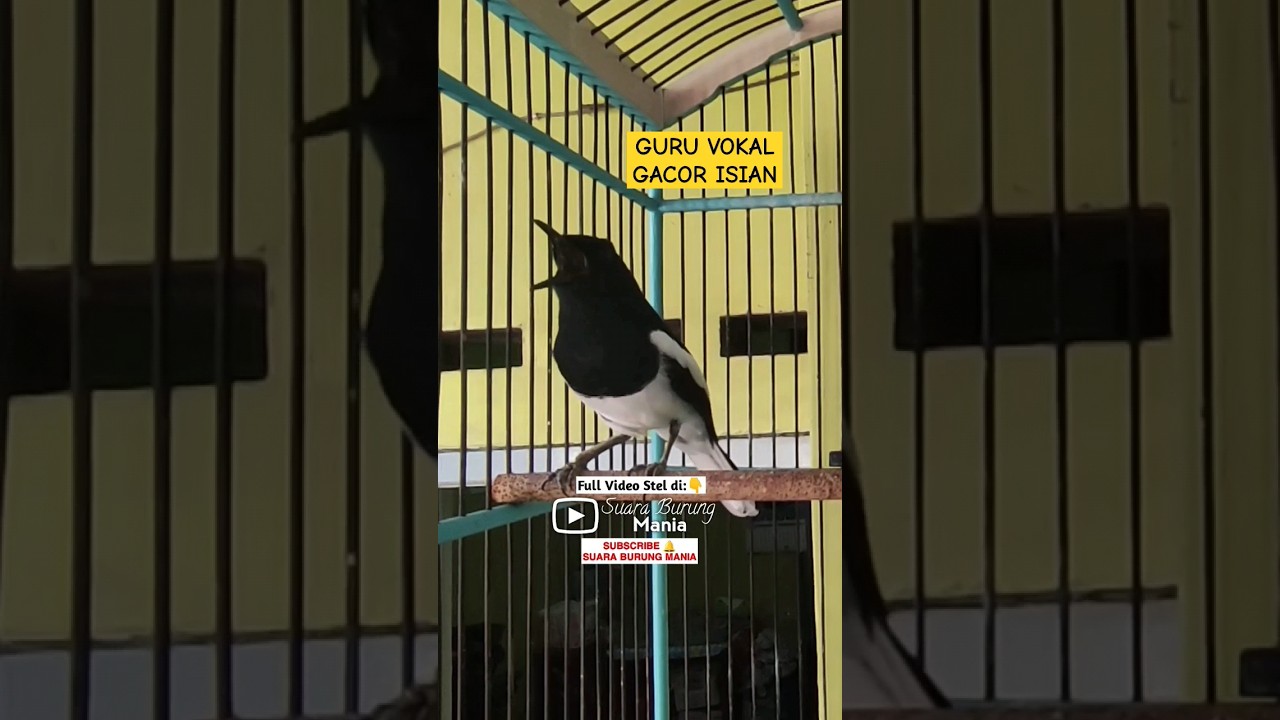 GURU VOKAL MASTERAN KACER UNTUK LATIHAN USIA 
