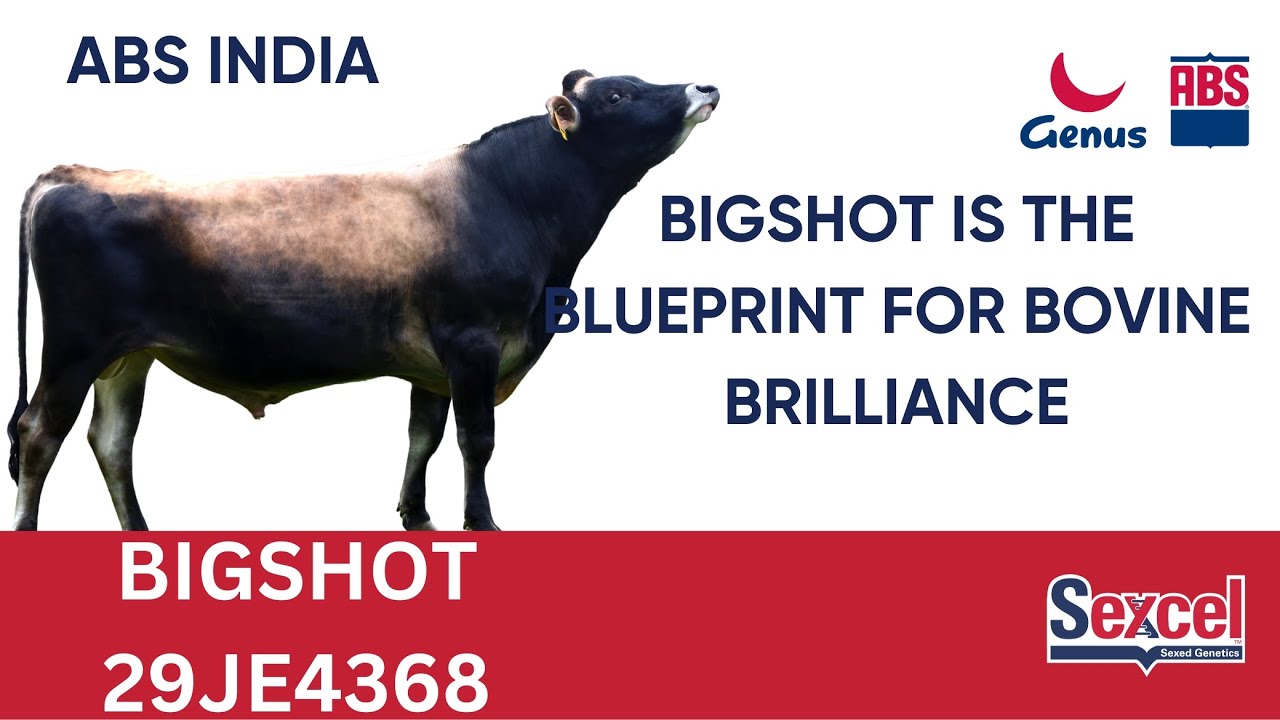 Jersey Powerhouse Revealed: Unlocking Bigshot's (29JE4368) Genetic Potential for Your Dairy Farm