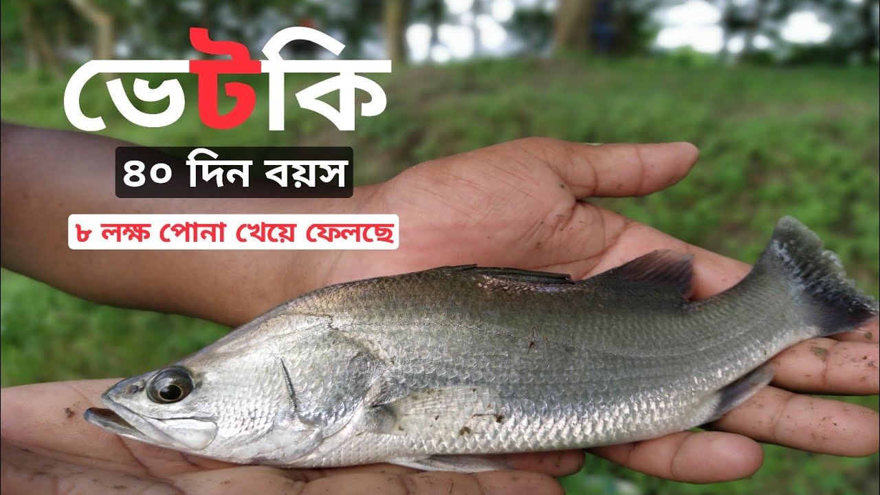 Part-9: ভেটকি পোনার গ্রোথ দেখুন | পোনার বয়স ৪০ দিন | See Vetki Pona growth | ভেটকির চাষ পদ্ধতি জানুন