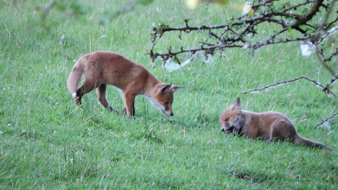 Fox Cubs on Exmoor 2020 Snippets Parts 2