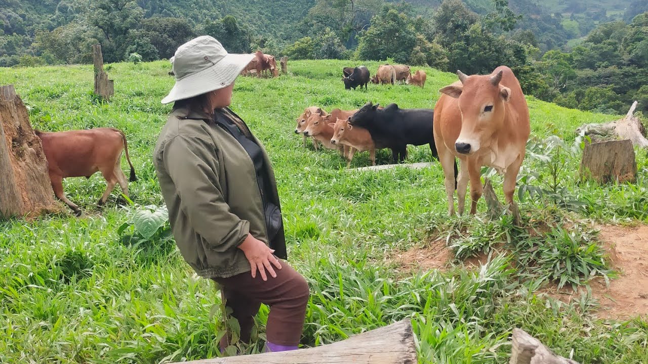 Cab nyuj mus noj zaum pem roob