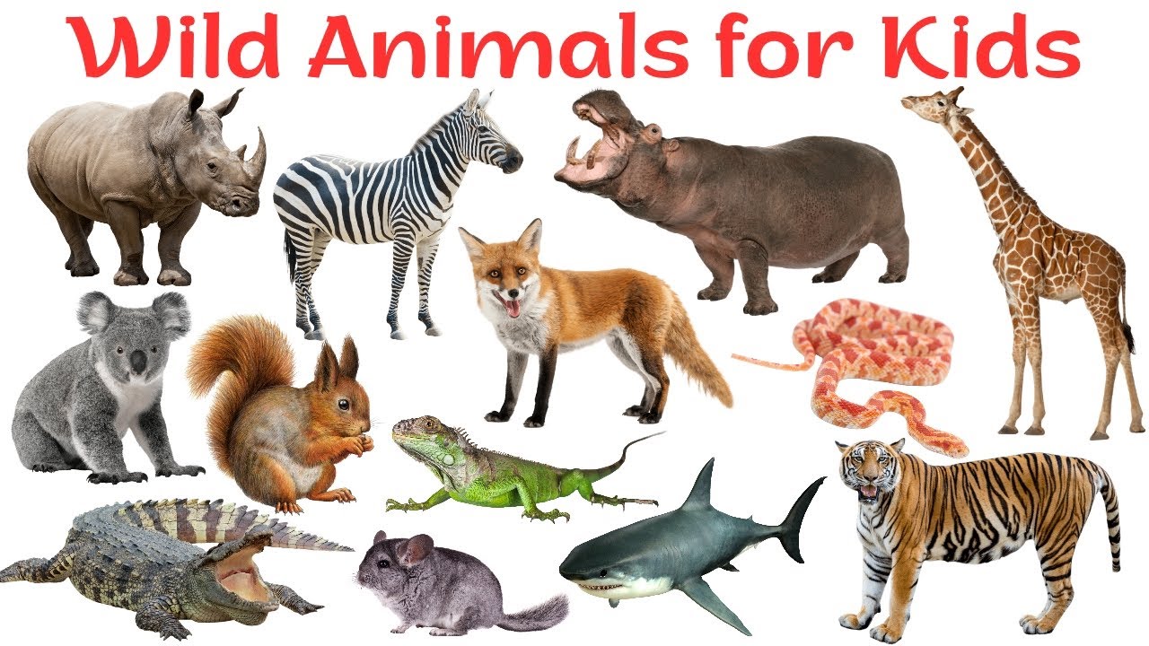 20 Wild Animals in English | Learn Animal Names with Pictures for Kids and Beginners