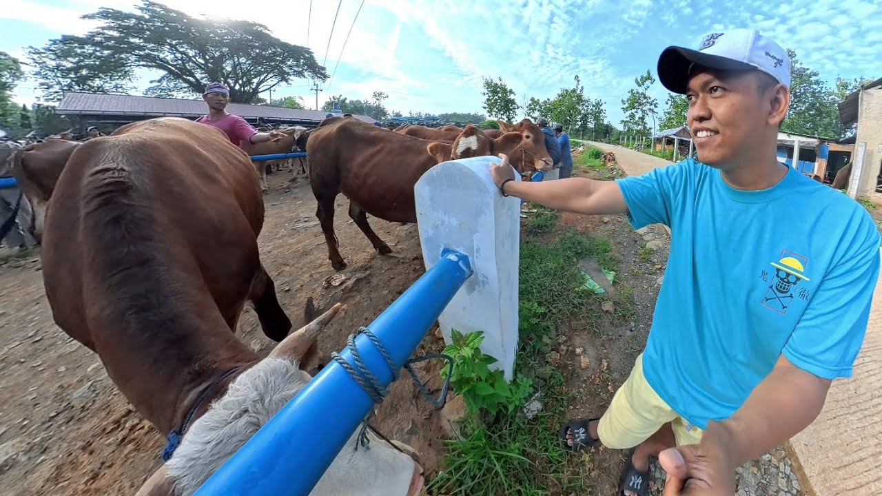 INILAH PASAR HEWAN TERBESAR DIREMBANG ADA SAPI 100 JUTA
