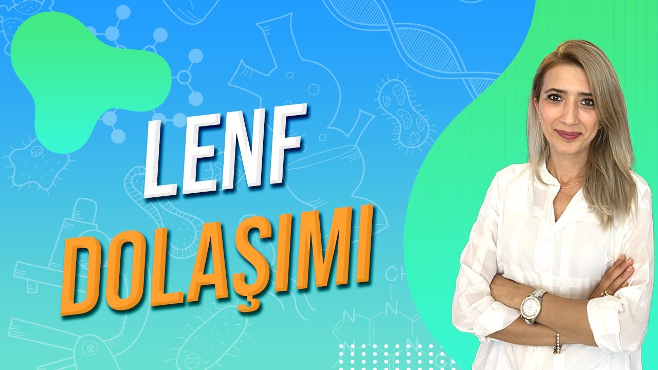 LENF DOLAŞIMI | Seda Hoca Biyoloji 🧬 #ayt2024