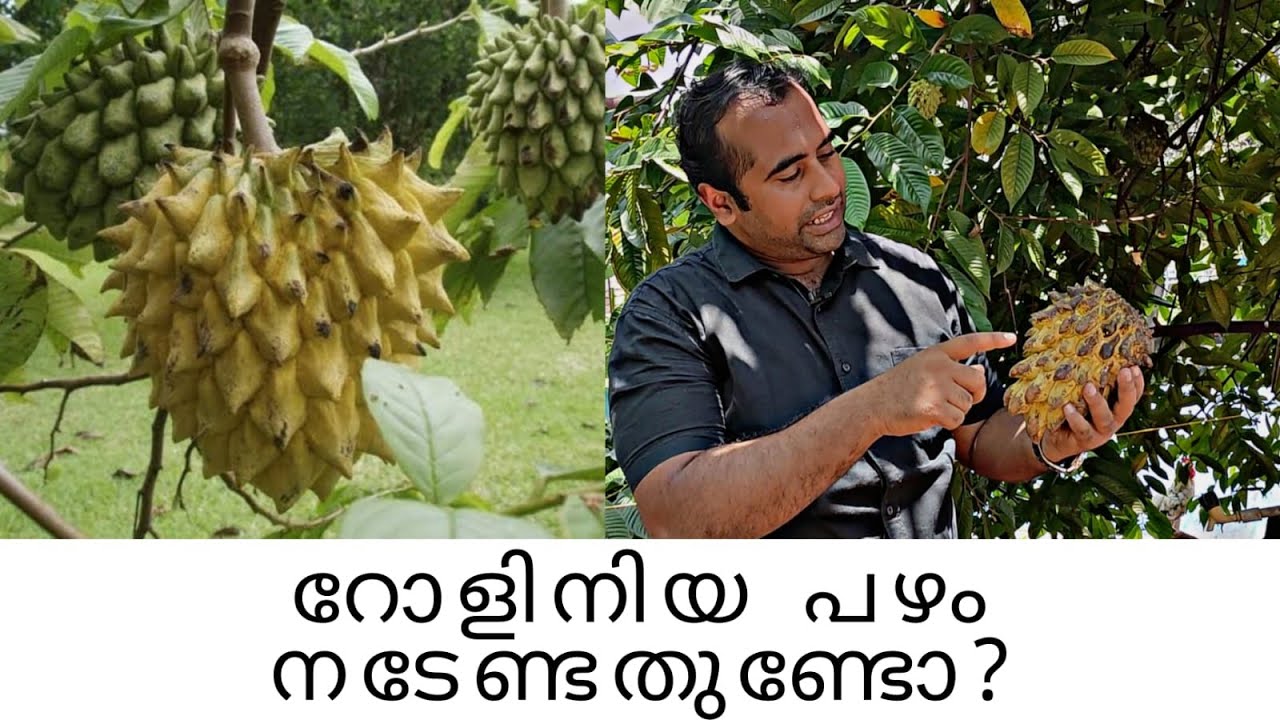 Rollinia fruit tasting/health benefits/farming method/Dr unnikrishnan#malayalam