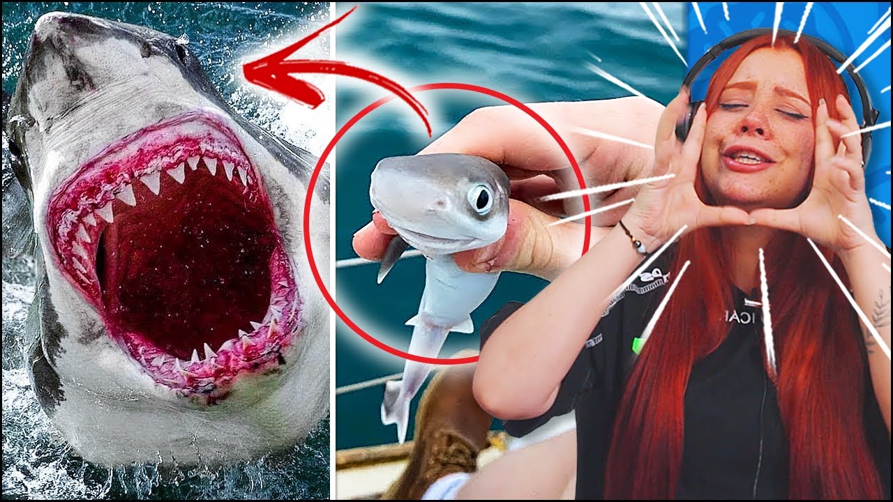 ANTES E DEPOIS DE ANIMAIS CRESCENDO. TRANSFORMAÇÕES ANIMAIS INCRÍVEIS (JOVENS REAGEM)