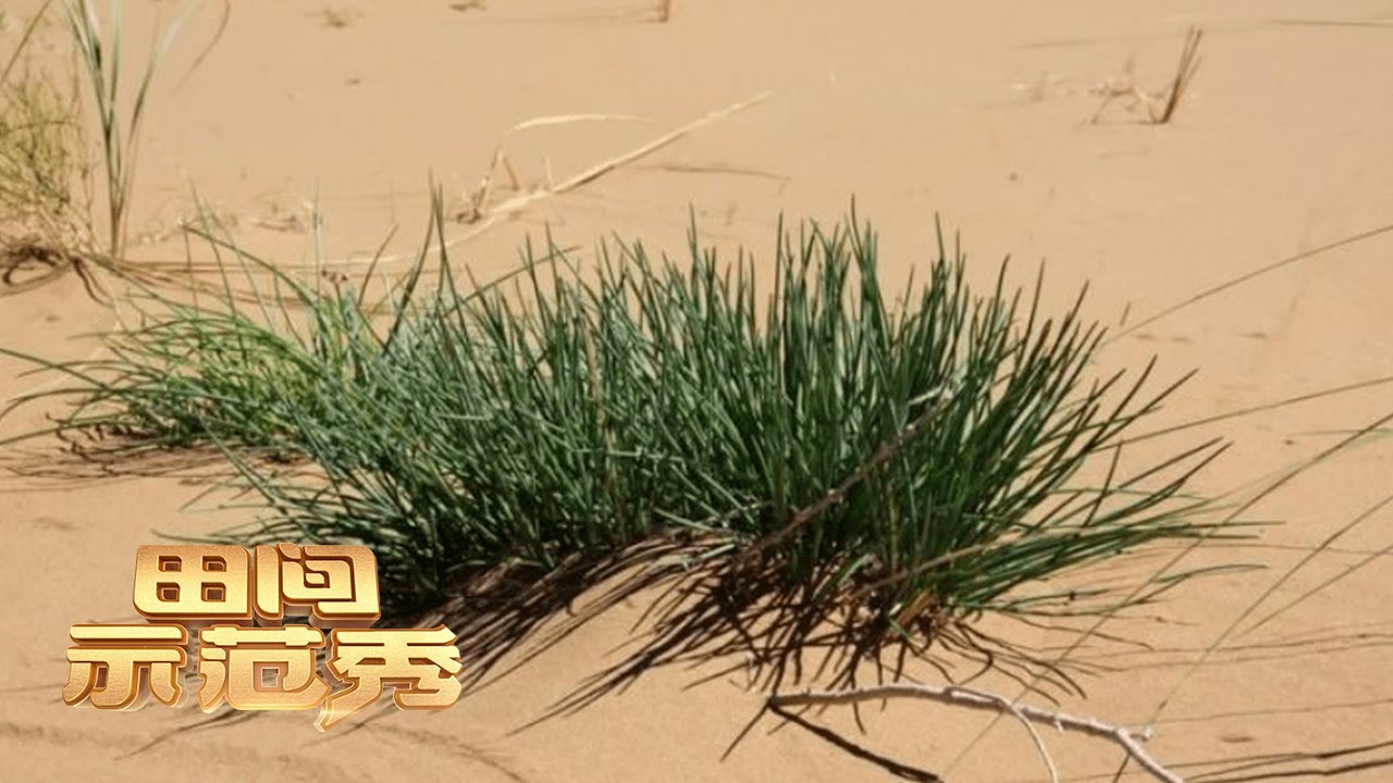 过去是草，现在是宝！沙葱种植门道多，掌握这些种植要领，致富前景很可观！丨「田间示范秀」20220620