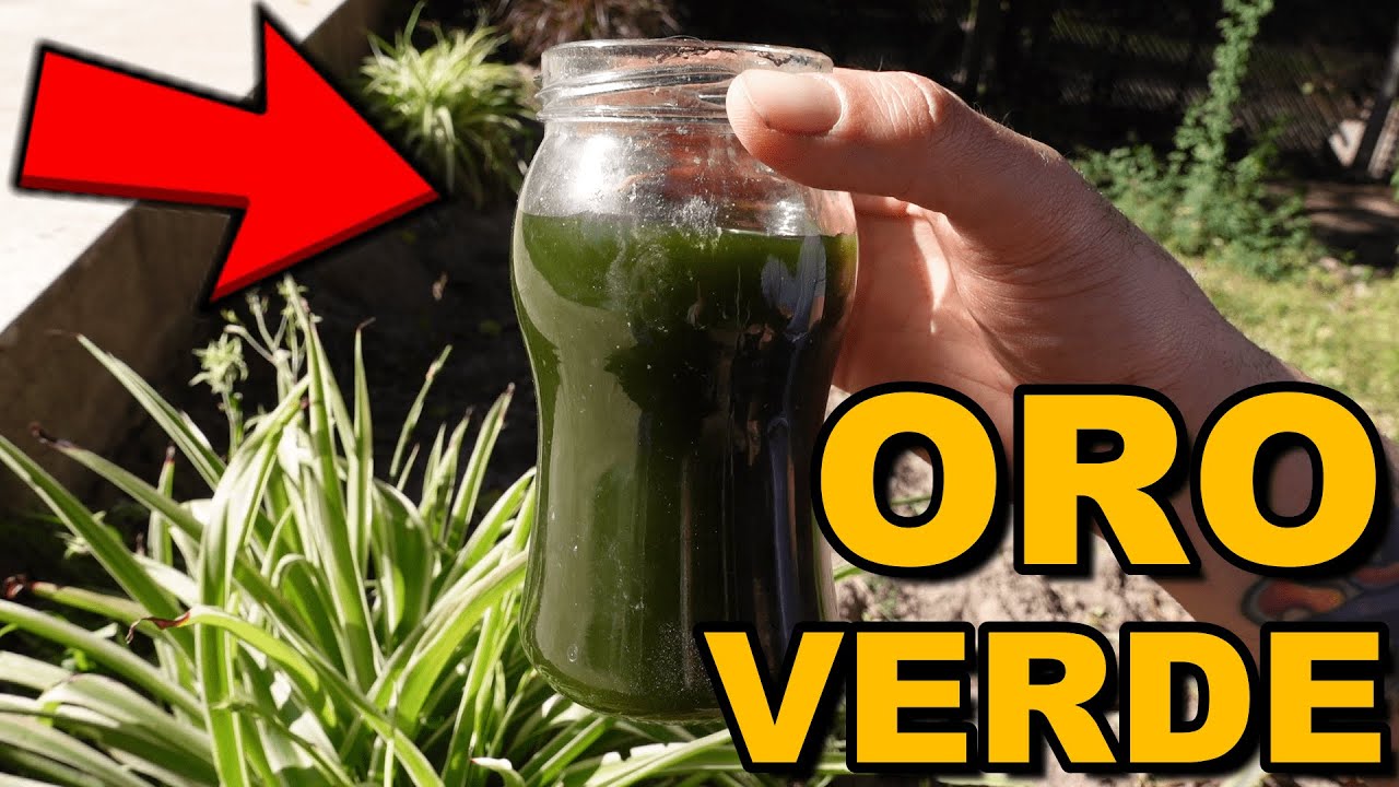 💥Este POTENTE ABONO CASERO har&aacute; CRECER tus PLANTAS 💥 FERTILIZANTE ORG&Aacute;NICO , R&Aacute;PIDO Y GRATIS ❗❗