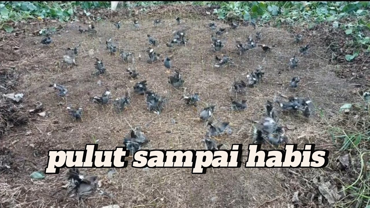MIKAT BURUNG JALAK KEBO MENGGUNAKAN PULUT LIDI