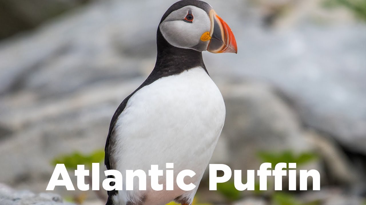 Birds of the World | 26 | Atlantic Puffin | Puffins |  Fratercula arctica | Alcidae