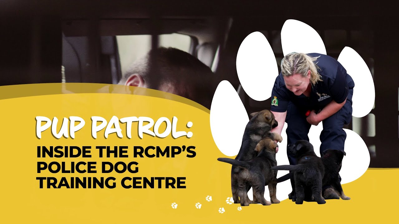 Pup-Patrol: Inside the RCMP’s Police Dog Service Training Centre