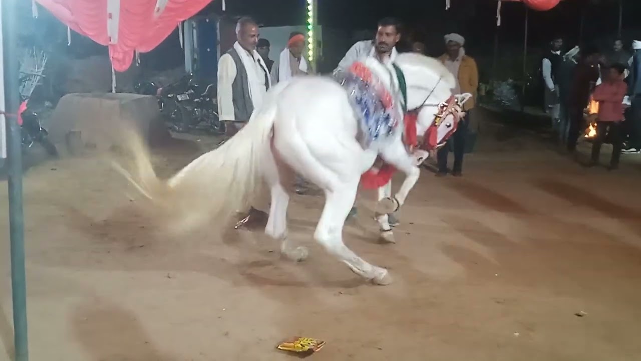 🐎बैंजो बाजा में घोड़ा डांस सुपर ll  देवी पूजन घोड़ा डांस. ll Shyam raj official  ll