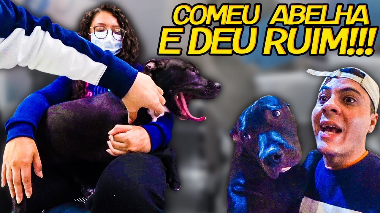 MEU PITBULL COMEU ABELHA E DEU RUIM, tive que levar ele pro hospital