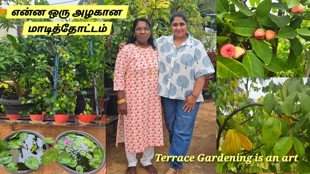 Terrace Gardening is an Art in tamil||#dailyvlog #food #tamil #fruits #flowers #love #home #garden 