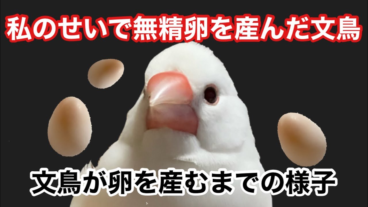 【文鳥卵】文鳥が卵を産むまでの様子とその後