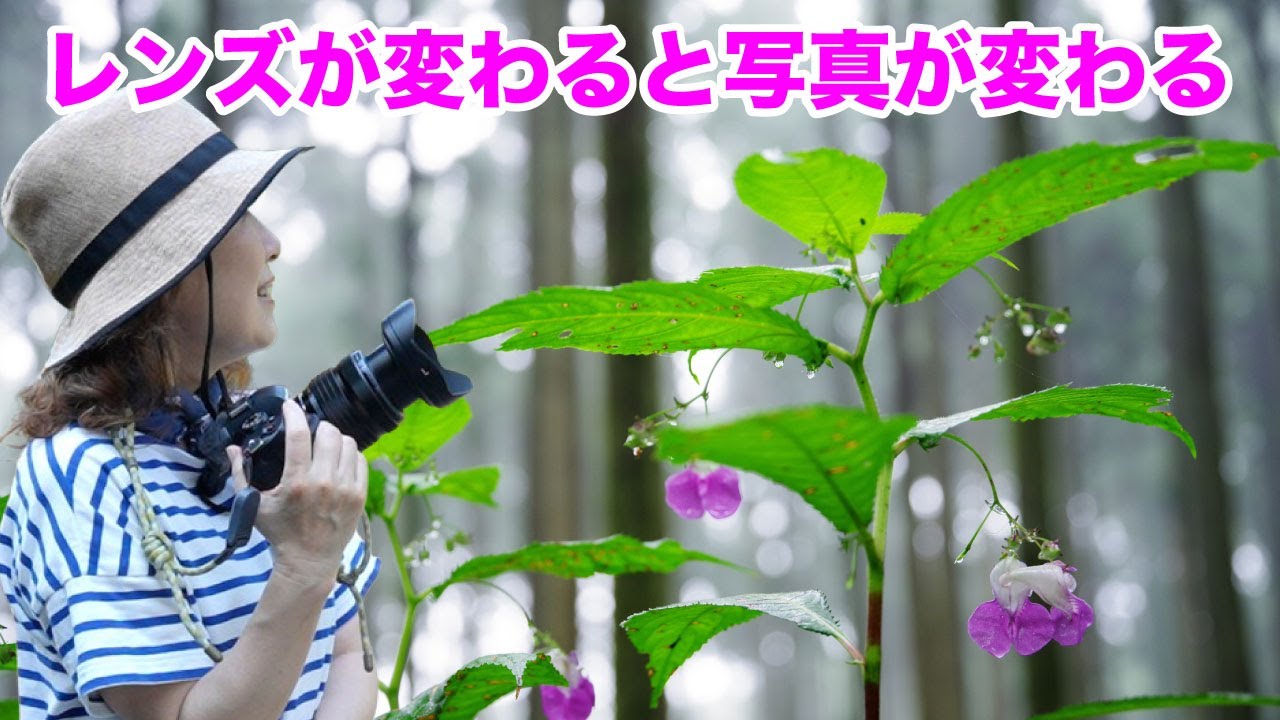 【すごく大事！レンズの焦点距離🌸】９月の花の撮り方
